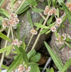 Alternanthera denticulata (Lesser Joyweed) at Coree, ACT - 3 Apr 2022 by JaneR