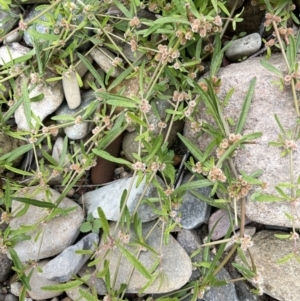 Alternanthera denticulata at Coree, ACT - 3 Apr 2022