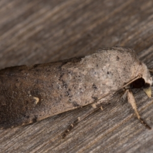 Proteuxoa hypochalchis at Melba, ACT - 15 Feb 2022