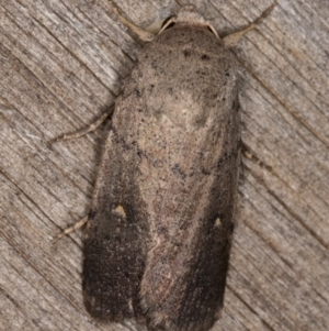 Proteuxoa hypochalchis at Melba, ACT - 15 Feb 2022