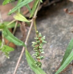 Persicaria prostrata (Creeping Knotweed) at Coree, ACT - 3 Apr 2022 by JaneR