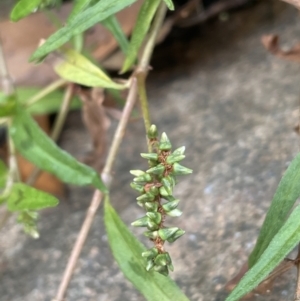 Persicaria prostrata at Coree, ACT - 3 Apr 2022