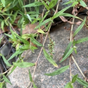 Persicaria prostrata at Coree, ACT - 3 Apr 2022