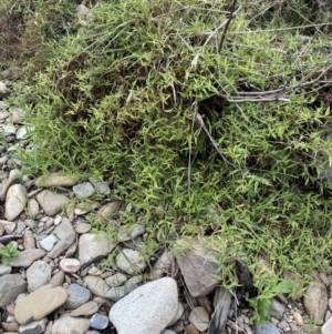 Persicaria prostrata at Coree, ACT - 3 Apr 2022