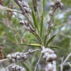 Callistemon sieberi (River Bottlebrush) at Coree, ACT - 3 Apr 2022 by JaneR