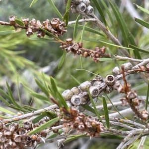 Callistemon sieberi at Coree, ACT - 3 Apr 2022