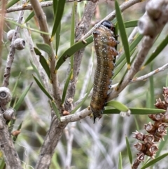 Pterygophorus cinctus at Coree, ACT - 3 Apr 2022