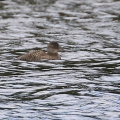 Oxyura australis (Blue-billed Duck) at Isabella Plains, ACT - 3 Apr 2022 by RodDeb