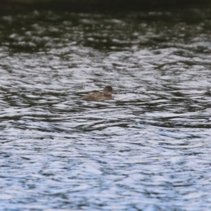 Oxyura australis at Isabella Plains, ACT - 3 Apr 2022