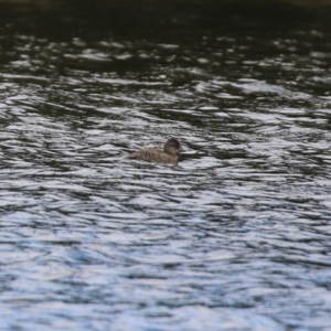 Oxyura australis at Isabella Plains, ACT - 3 Apr 2022