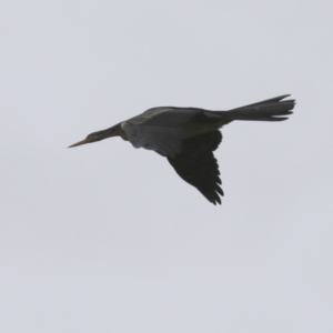 Anhinga novaehollandiae at Fyshwick, ACT - 3 Apr 2022