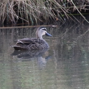 Anas superciliosa at Fyshwick, ACT - 3 Apr 2022