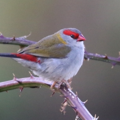 Neochmia temporalis (Red-browed Finch) at Fyshwick, ACT - 3 Apr 2022 by RodDeb