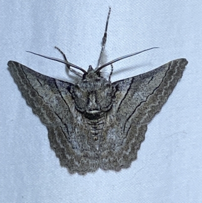 Hypobapta tachyhalotaria (Varied Grey) at Jerrabomberra, NSW - 3 Apr 2022 by Steve_Bok