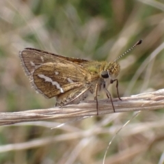 Taractrocera papyria (White-banded Grass-dart) at Cook, ACT - 22 Mar 2022 by drakes