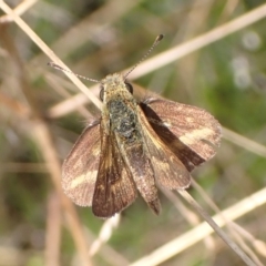 Taractrocera papyria at Cook, ACT - 23 Mar 2022