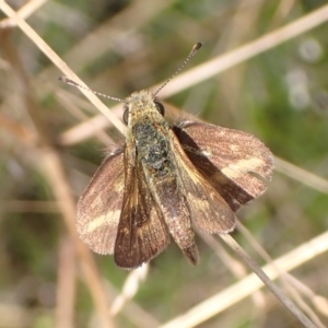 Taractrocera papyria at Cook, ACT - 23 Mar 2022