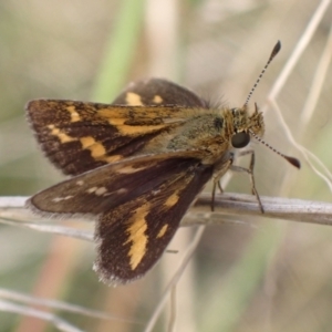 Taractrocera papyria at Cook, ACT - 23 Mar 2022