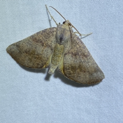 Mnesampela privata (Autumn Gum Moth) at Jerrabomberra, NSW - 3 Apr 2022 by SteveBorkowskis