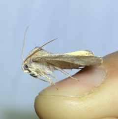 Mnesampela privata at Jerrabomberra, NSW - suppressed