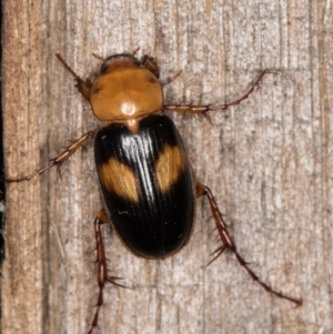 Phyllotocus bimaculatus at Melba, ACT - 15 Feb 2022