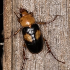 Phyllotocus bimaculatus at Melba, ACT - 15 Feb 2022