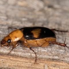 Phyllotocus bimaculatus at Melba, ACT - 15 Feb 2022