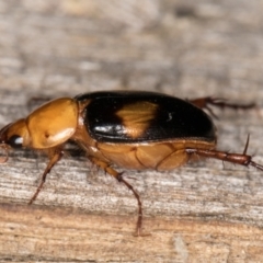 Phyllotocus bimaculatus at Melba, ACT - 15 Feb 2022 12:12 AM