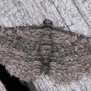 Zermizinga sinuata at Melba, ACT - 15 Feb 2022 12:18 AM