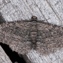 Zermizinga sinuata at Melba, ACT - 15 Feb 2022 12:18 AM