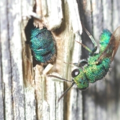 Chrysididae (family) (Cuckoo wasp or Emerald wasp) at Lake Ginninderra - 30 Mar 2022 by Harrisi