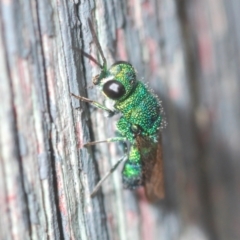 Chrysididae (family) at Belconnen, ACT - 30 Mar 2022 05:24 PM