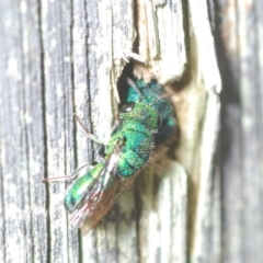 Chrysididae (family) at Belconnen, ACT - 30 Mar 2022 05:24 PM