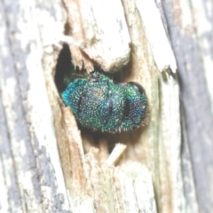 Chrysididae (family) at Belconnen, ACT - 30 Mar 2022 05:24 PM