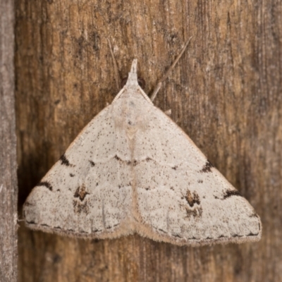 Dichromodes estigmaria (Pale Grey Heath Moth) at Melba, ACT - 15 Feb 2022 by kasiaaus