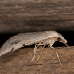 Dichromodes estigmaria at Melba, ACT - 15 Feb 2022