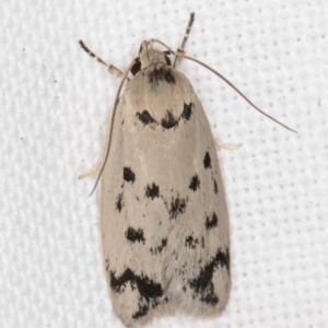 Ericibdela delotis at Melba, ACT - 15 Feb 2022 11:56 PM