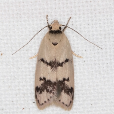 Compsotropha strophiella (A Concealer moth) at Melba, ACT - 15 Feb 2022 by kasiaaus