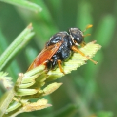 Perginae sp. (subfamily) at Molonglo Valley, ACT - 31 Mar 2022