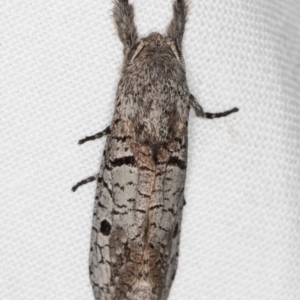 Sympycnodes epicycla at Melba, ACT - 15 Feb 2022 11:59 PM