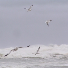 Chroicocephalus novaehollandiae (Silver Gull) at Kioloa, NSW - 2 Apr 2022 by MatthewFrawley