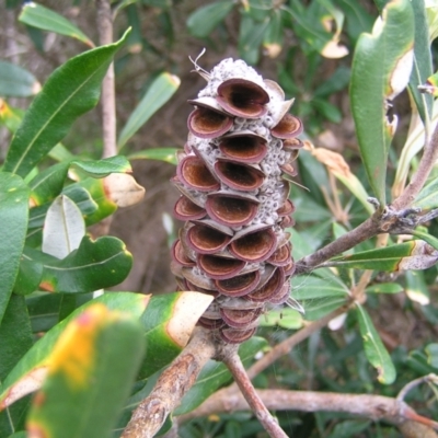 Banksia integrifolia subsp. integrifolia (Coast Banksia) at Kioloa, NSW - 2 Apr 2022 by MatthewFrawley