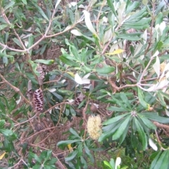 Banksia integrifolia subsp. integrifolia at Kioloa, NSW - 2 Apr 2022 11:11 AM