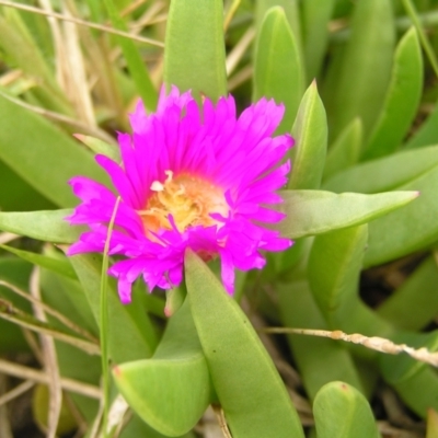 Carpobrotus glaucescens (Pigface) at Surf Beach, NSW - 3 Apr 2022 by MatthewFrawley