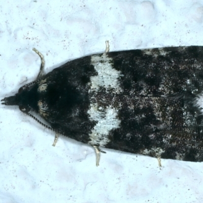 Dichelia cosmopis (A Tortricid moth) at Ainslie, ACT - 2 Apr 2022 by jb2602