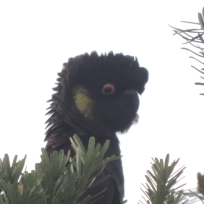 Zanda funerea (Yellow-tailed Black-Cockatoo) at Paddys River, ACT - 30 Nov 2021 by MichaelBedingfield