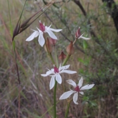 Burchardia umbellata (Milkmaids) at Paddys River, ACT - 30 Nov 2021 by MichaelBedingfield