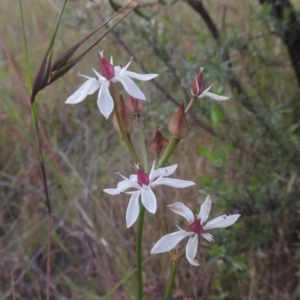 Burchardia umbellata at Paddys River, ACT - 30 Nov 2021 06:01 PM