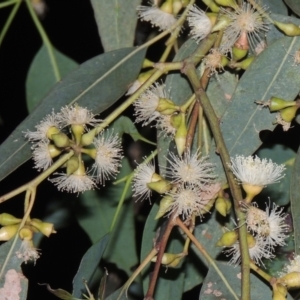 Eucalyptus blakelyi at Conder, ACT - 21 Dec 2021