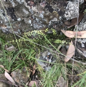 Asplenium flabellifolium at Acton, ACT - 30 Mar 2022